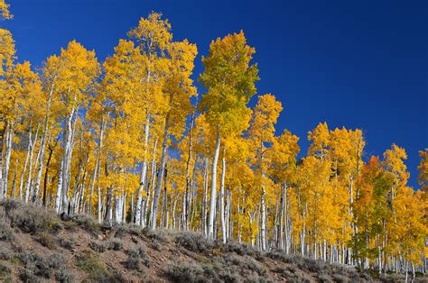 Forest Types of Michigan: Aspen